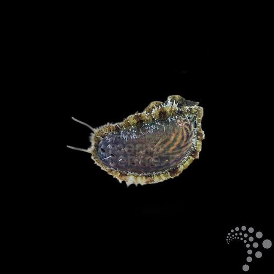 Oreja de mar (ABALONE) - Haliotis asinina