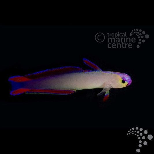 Pez dardo morado - Nemateleotris exquisita