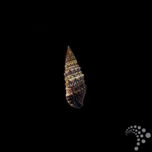 Caracol Céritulo - Cerithium spp.