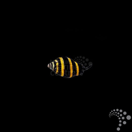 Caracol Abejorro/Avispa - Engina mendicaria