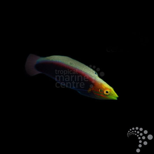Pez Lábrido Arcoiris - Halichoeres iridis