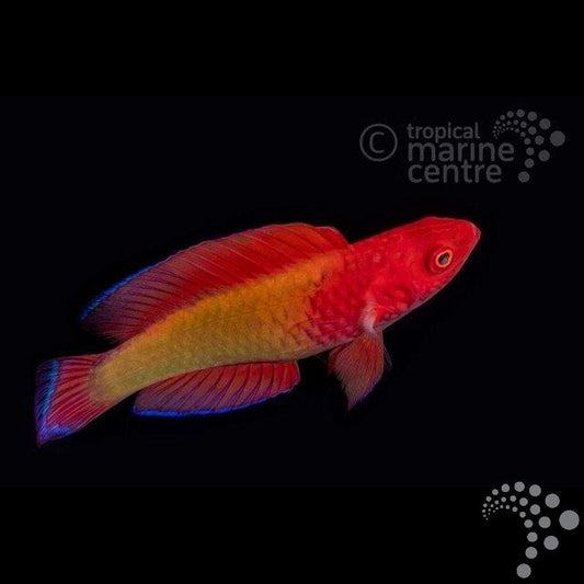 Pez Lábrido Hada de cola roja  - Cirrhilabrus rubrisquamis