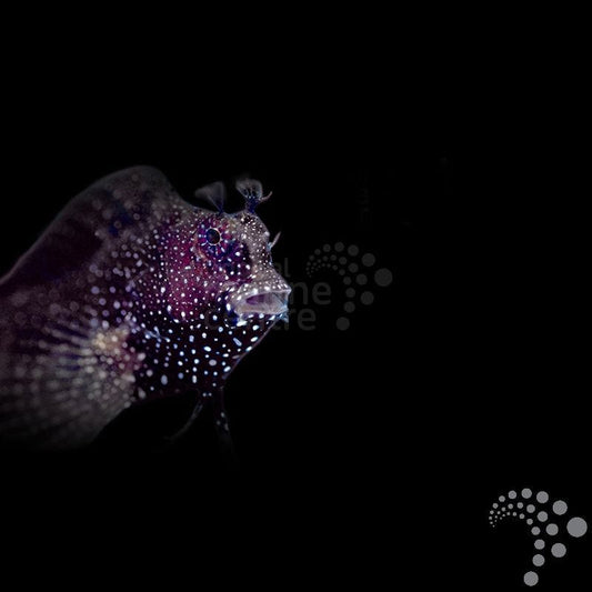 Salarias ramosus - Blenio