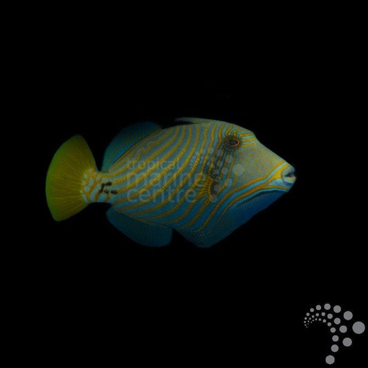 Balistapus undulatus (Pez Ballesta Ondulado)