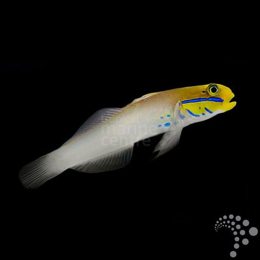 Gobio de Mejillas Azules - Valenciennea strigata