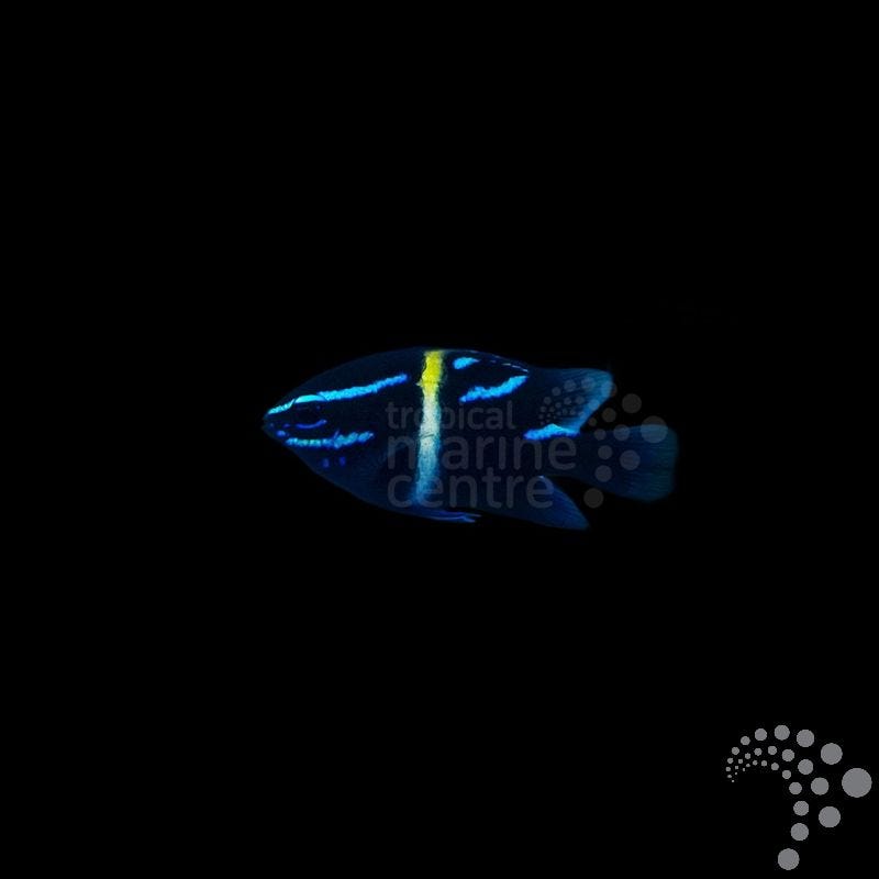 Neoglyphidodon oxyodon (Damisela de Franjas Azules)