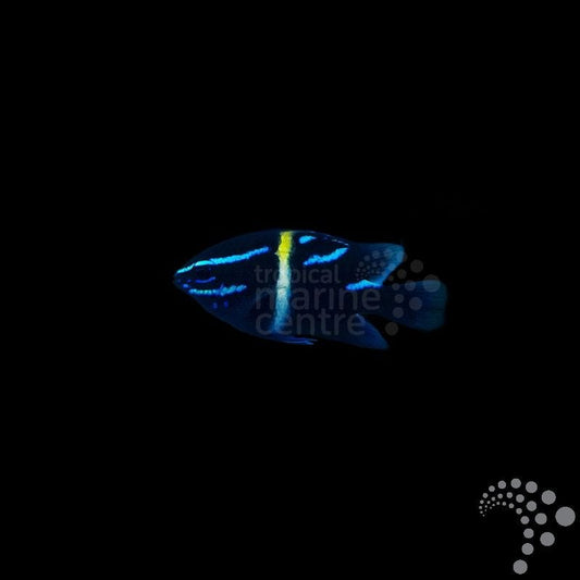 Neoglyphidodon oxyodon (Damisela de Franjas Azules)
