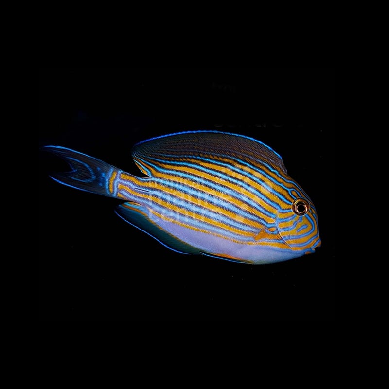 Acanthurus lineatus, pez cirujano listado con rayas azules y amarillas vibrantes.