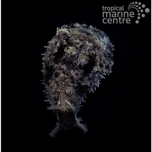 Dolabella auricularia (Liebre de mar / Wedge Sea Hare / Blunt-end Sea Hare)