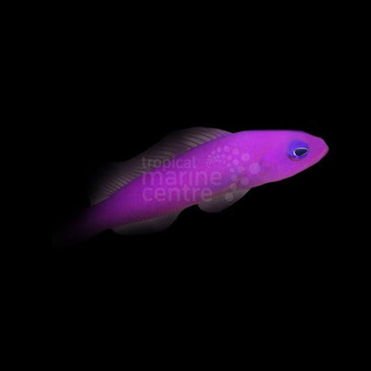 Pez Dardo Púrpura - Pictichromis porphyrea - CoralMastery | PECES