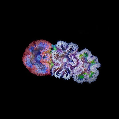 Anémona roja de roca (Phymanthus crucifer) - CoralMastery | ANÉMONAS