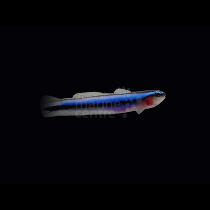 Elacatinus oceanops (Gobio enano neón / Neon tiny Goby)