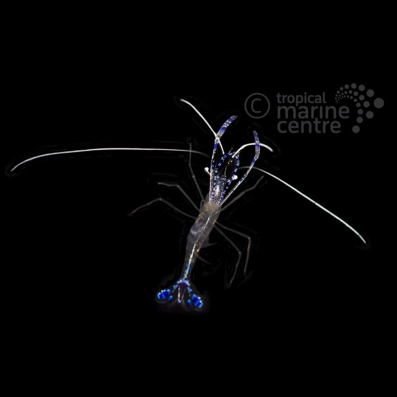 Ancylomenes pedersoni (Camarón limpiador de Pederson / Camarón anémona del Caribe)