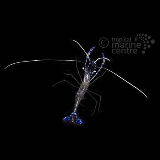 Ancylomenes pedersoni (Camarón limpiador de Pederson / Camarón anémona del Caribe)