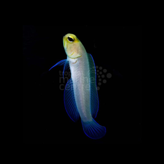 Opistognathus aurifrons - Jawfish Cabeza Amarilla