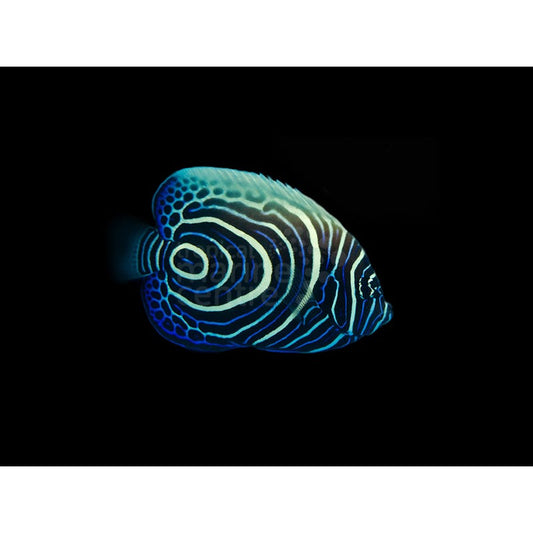 Pez Ángel Emperador - Pomacanthus imperator - CoralMastery | PECES