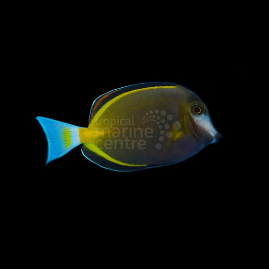 Acanthurus japonicus (Pez cirujano japonés / Cirujano de aleta blanca) - CoralMastery | PECES