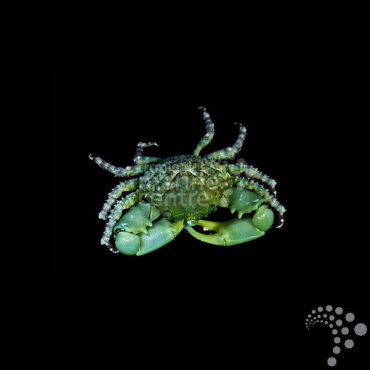 Mithraculus sculptus - Cangrejo esmeralda (MITHRAX)