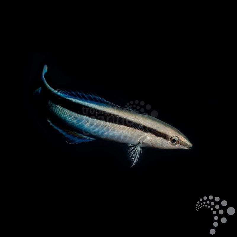 Labroides dimidiatus (Pez limpiador común o Lábrido limpiador azul)