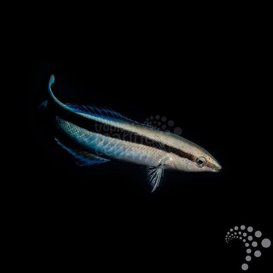 Labroides dimidiatus (Pez limpiador común o Lábrido limpiador azul)