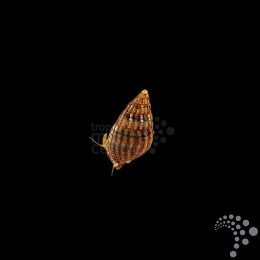 Nassarius Nitrus (Caracol nassarius o caracol limpiador de sustrato)