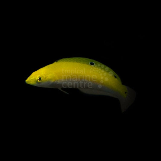 Halichoeres leucoxanthus (Lábrido de vientre plateado o Silver Belly Wrasse) - CoralMastery | PECES