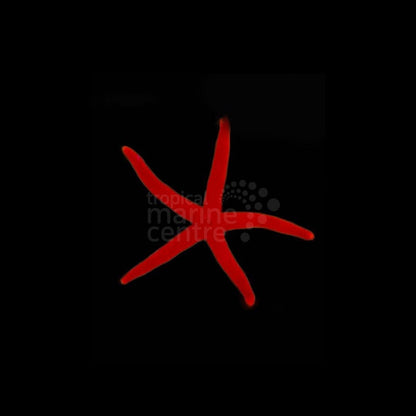 Echinaster sepositus (Estrella roja del Mediterráneo / Mediterranean Red Starfish)