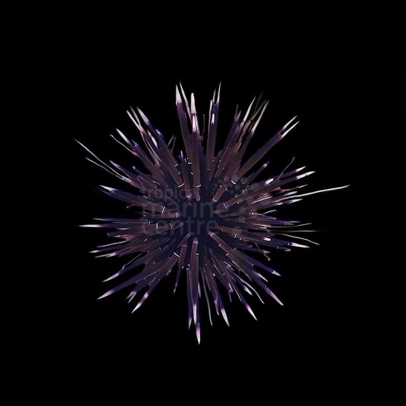 Echinometra mathaei | Erizo roca y puntas blancas