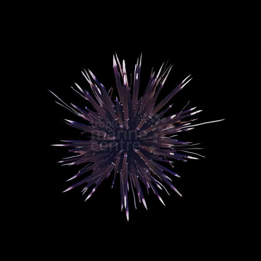 Echinometra mathaei | Erizo roca y puntas blancas