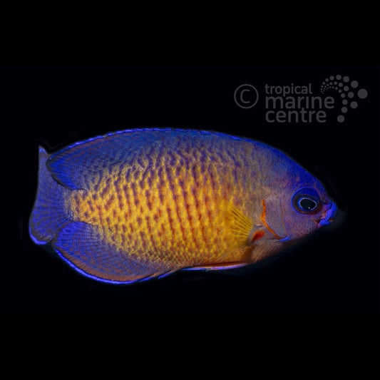 Centropyge bispinosa (Pez ángel enano de doble espina / Coral Beauty)