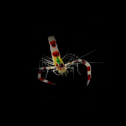 Camarón Boxeador (Stenopus hispidus) | Envío Vivo - CoralMastery | INVERTEBRADOS