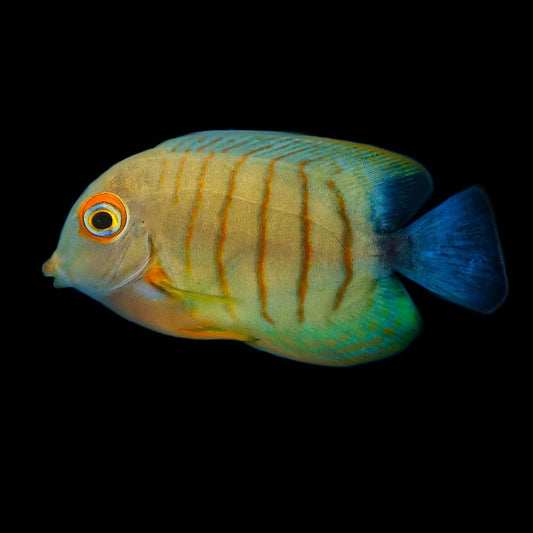 Acanthurus tristis (Pez cirujano Mimic del Índico)