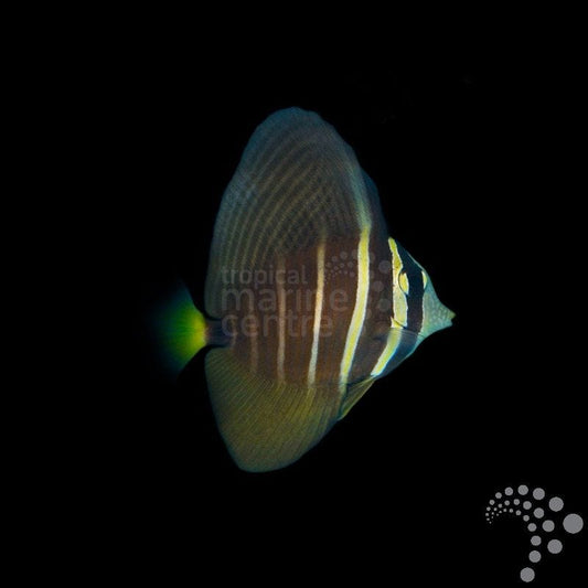 Zebrasoma veliferum (Pez cirujano vela o Cirujano velífero)