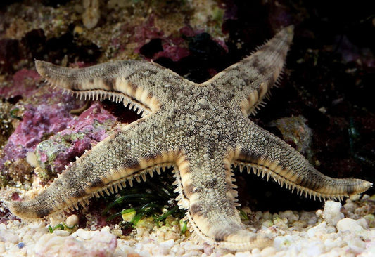 Archaster typicus (Estrella limpiadora de arena)