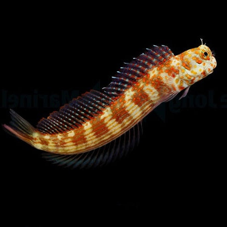 Blenniella chrysospilos (Blénido moteado dorado)