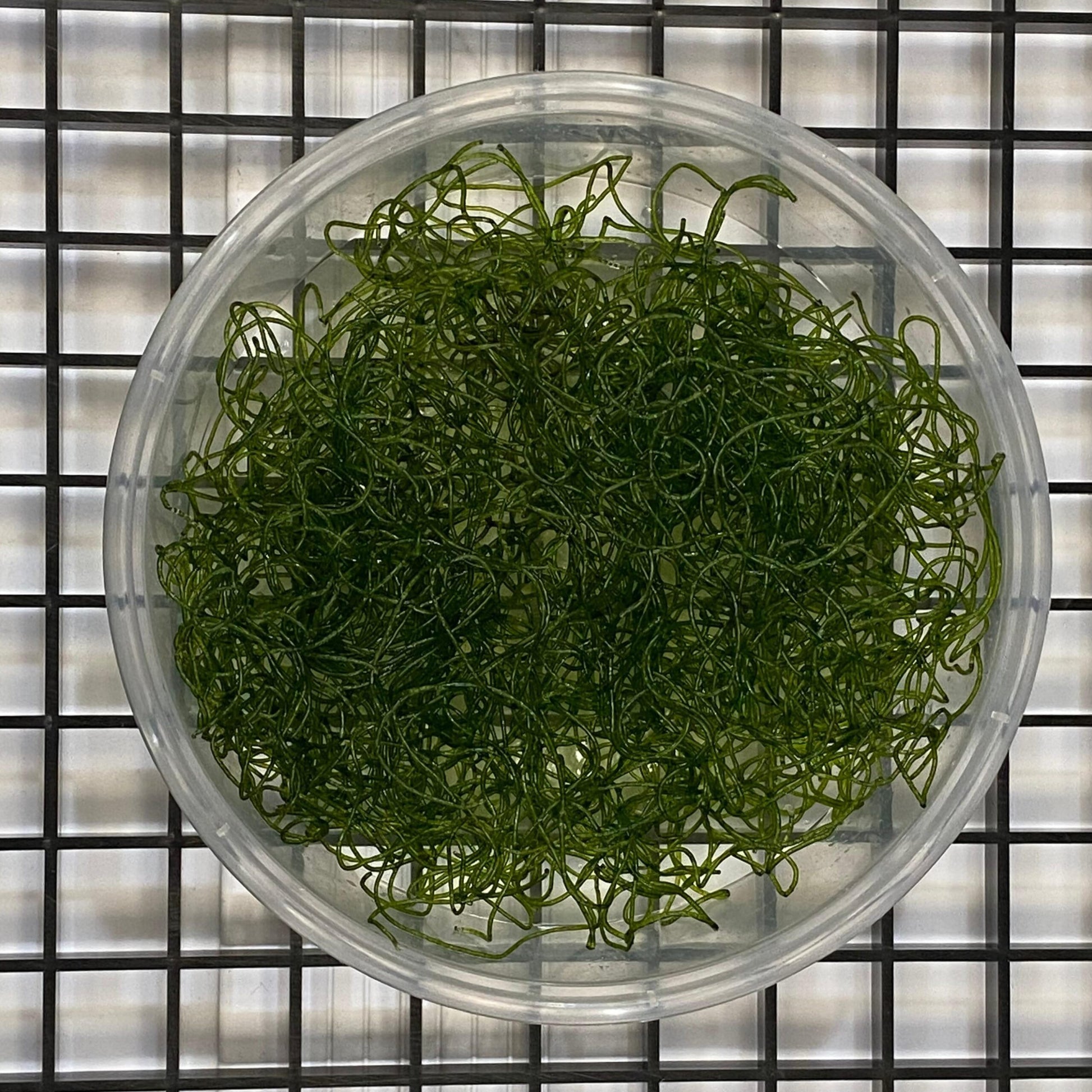 Chaetomorpha spp. (Alga filamentosa o Alga espagueti) - CoralMastery | MACROALGA