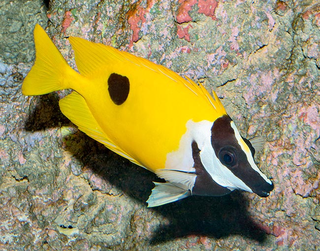 Siganus unimaculatus (Pez Conejo Foxface de Una Mancha)