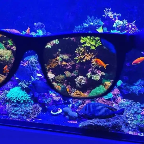 D-D GAFAS ACUARIO