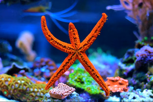 Echinaster sepositus (Estrella roja del Mediterráneo / Mediterranean Red Starfish)