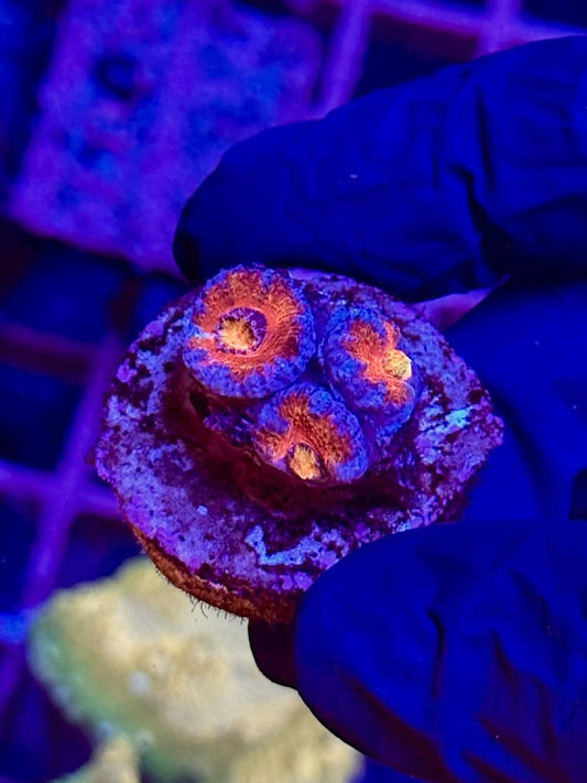 Acantastrea