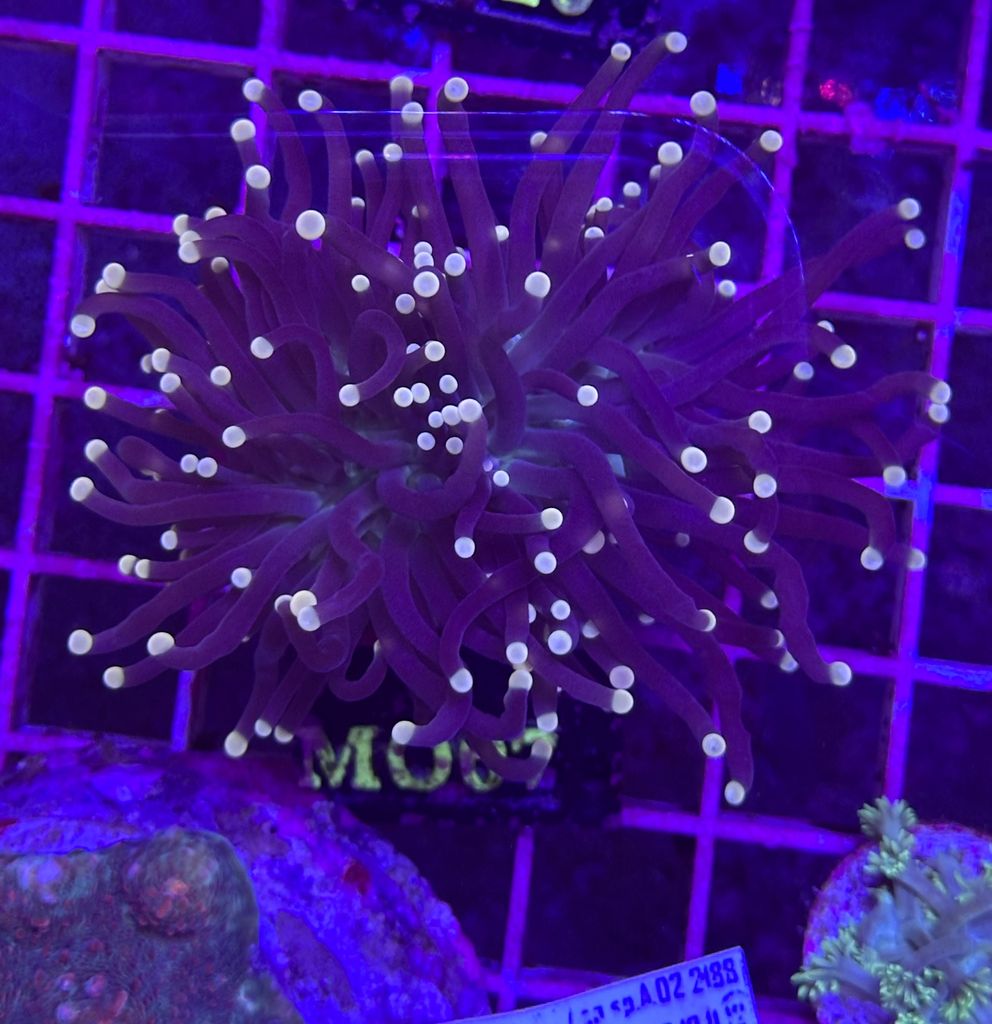 Euphyllia BLACK TORCH (Centro verde puntas amarillas) - 2 cabezas