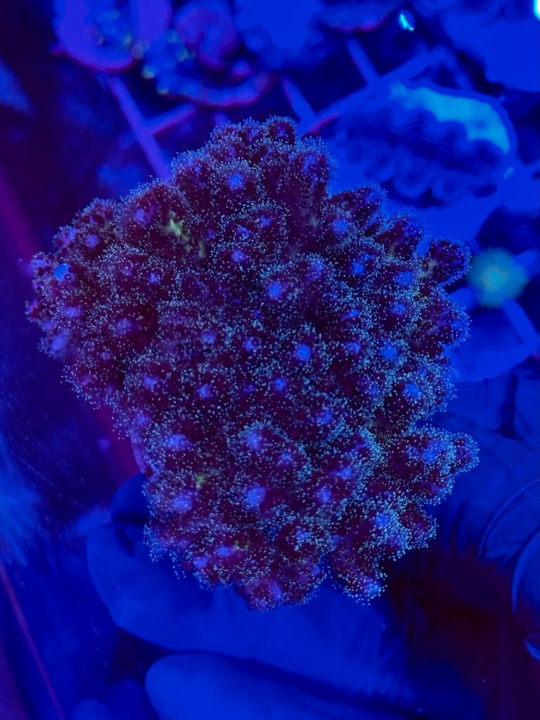Pocillopora Tricolor-grande