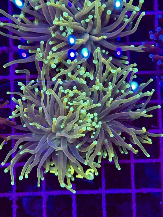 Euphyllia TORCH Holy