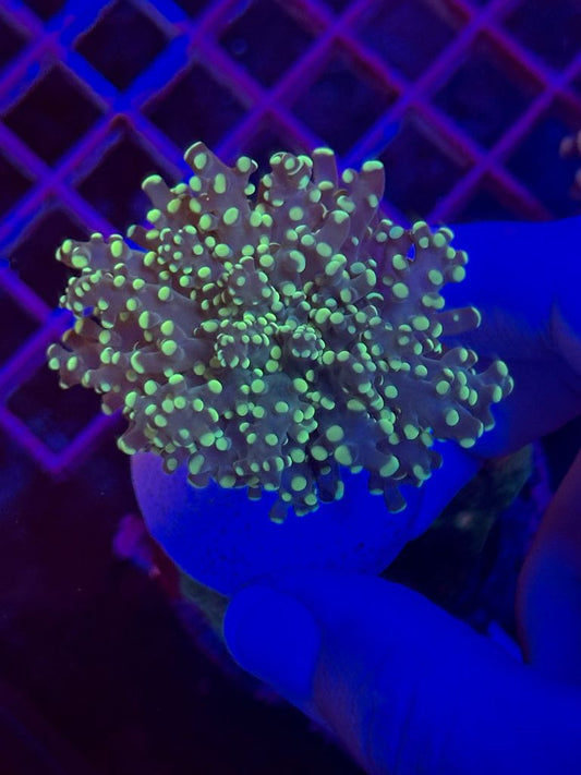 Euphyllia Yaeyamensis YELLOW (1 CABEZA MO09)
