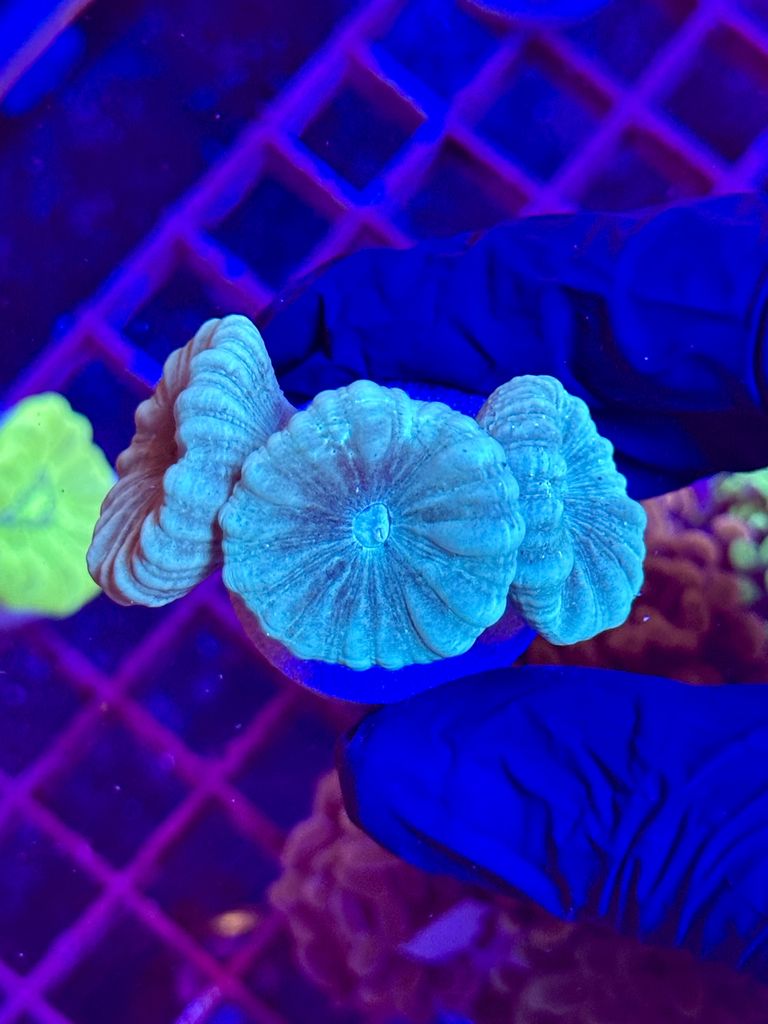 Caulastrea BLUE 3 cabezas
