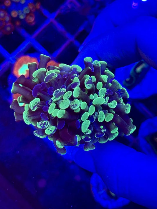 Euphyllia SPOTED GREEN FLUOR - 3 CABEZAS