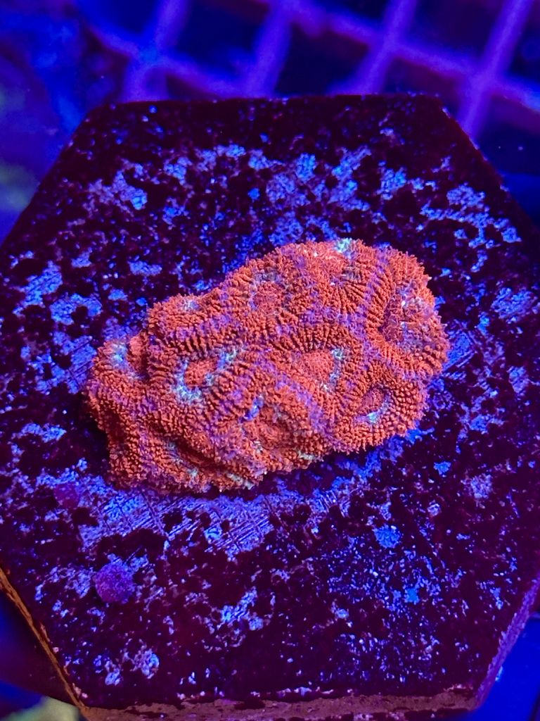 Acantastrea SUPERMAN - WYSIWYG