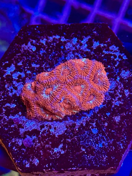 Acantastrea SUPERMAN - WYSIWYG