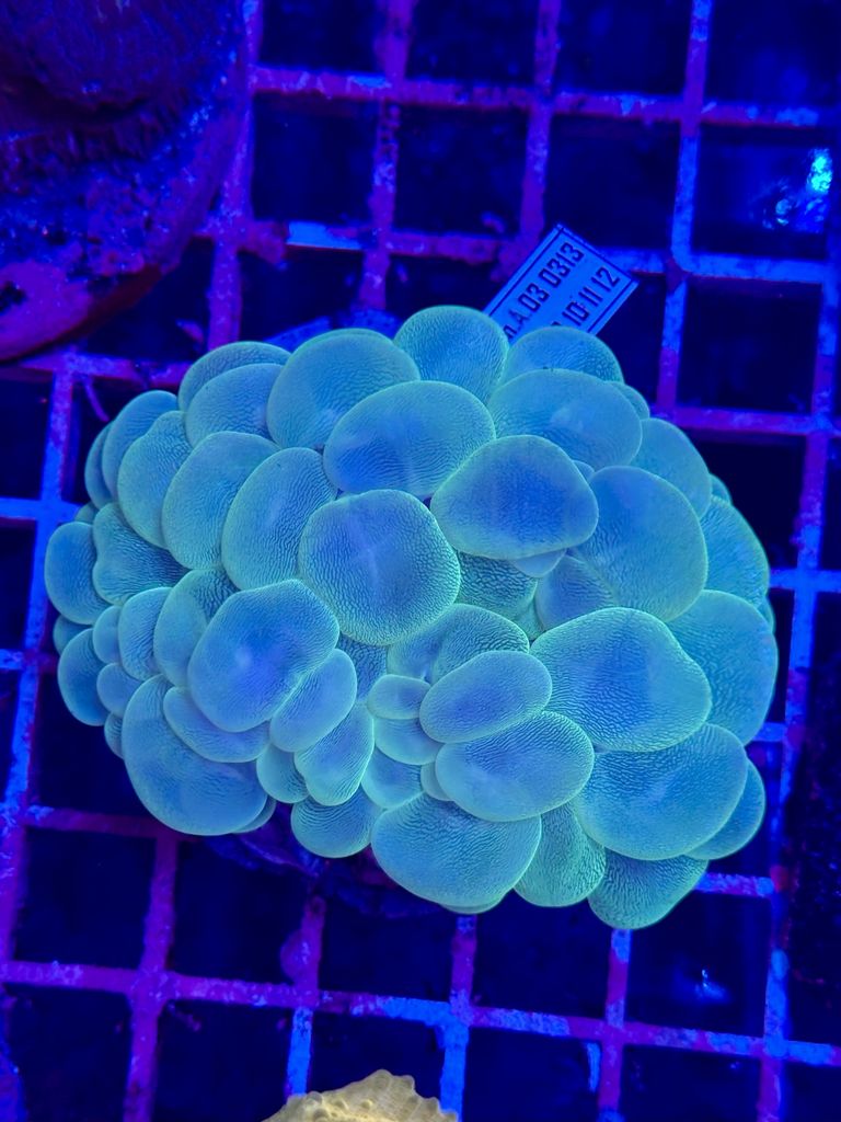 PLEROGYRA XL (coral burbuja)- GREEN FLUOR WYSIWYG