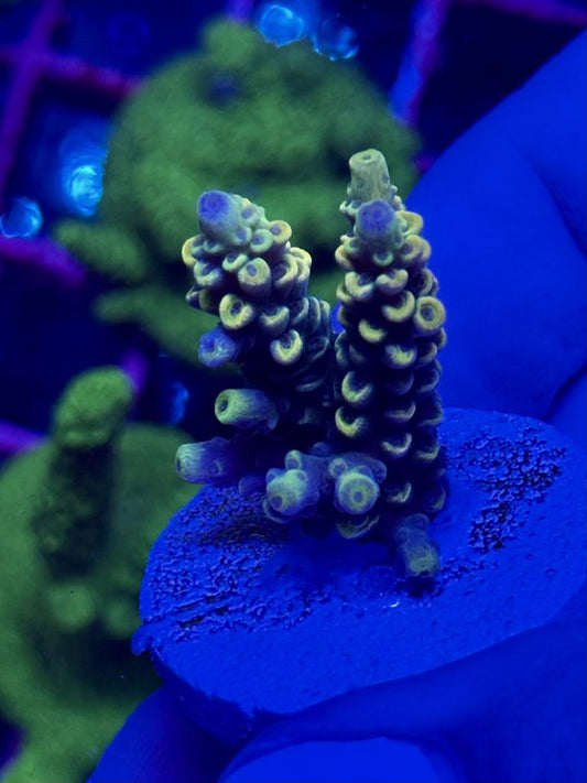 Acropora Lemon Lime